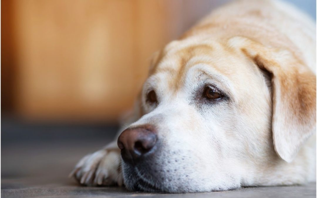 Does Your Dog Have Anxiety?