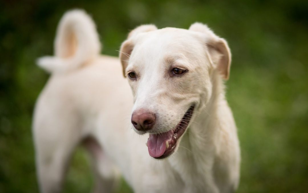 Myths About Heartworm Disease in Pets