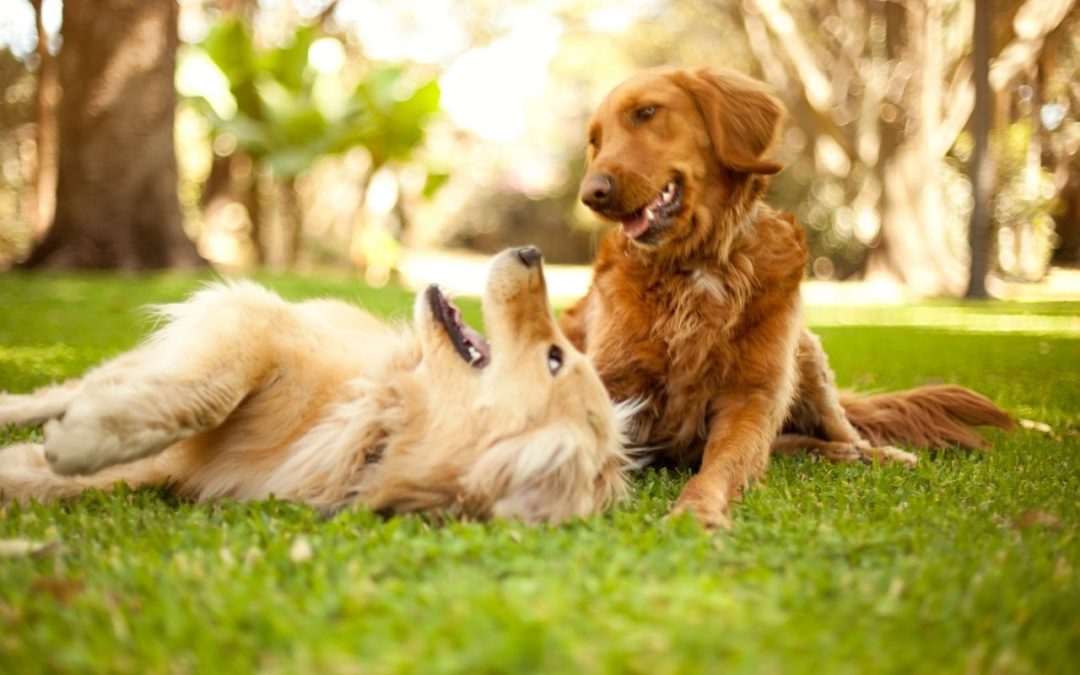 5 Crazy Canine Behaviors and Their Reasons